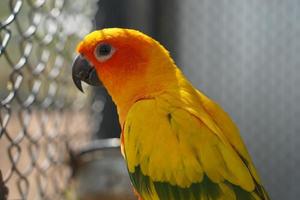 kleurrijk papegaai gekooid in een kooi foto