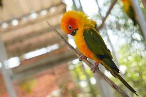 kleurrijk papegaaien in de park foto