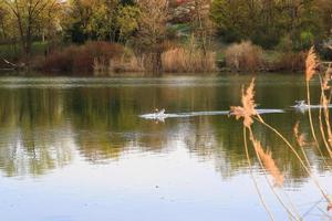 wild gans flaying in de buurt de Donau water stroom foto