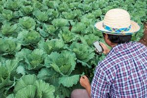 modern boeren zijn gebruik makend van smartphones naar analyseren groenten in hun boerderij velden. foto