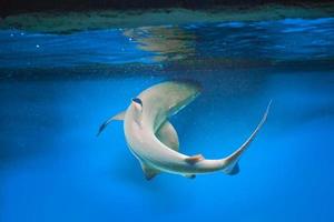 carcharhinus melanopterus haai zwemmen onderwater, blauw achtergrond foto