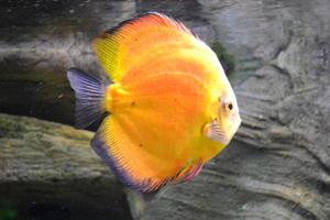 discus vis, symphysodon foto