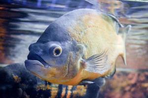 astronotus ocellatus vis zwemmen onderwater- foto