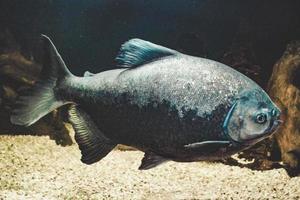 grijs piranha - serrasalmidae vis zwemmen foto