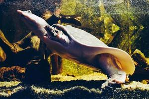 schildpad zwemmen onder water foto