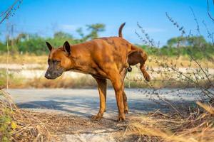 Thais bruin hond creëert gebied door plassen Aan de glas Bij buitenshuis veld. foto