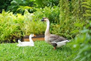 mannetje gans staand en kijken voor vijand naar beschermen hun paar in de tuin Bij middag tijd. foto