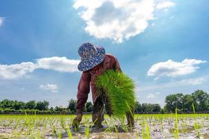 Aziatisch boer is transplantatie rijst- zaailingen in rijstveld rijst- veld- met moe uitputting. foto