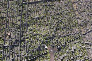 pico eiland azoren wijngaard wijn druiven beschermde door lava steen antenne visie foto