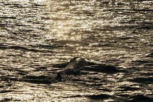 sperma walvis hoofd Bij zonsondergang foto