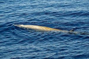 cuvier gans snavel walvis dolfijn ziphius cavirostris foto