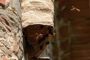 groot wesp nest Aan oud muur foto