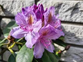 rododendron bloeiend bloemen in de voorjaar tuin. grote Oceaan rododendron of Californië rozenbaai groenblijvend struik. mooi roze rododendron dichtbij omhoog foto