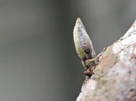 dichtbij omhoog foto, fabriek schiet foto