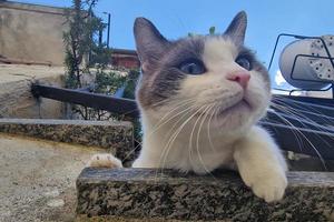 kat leunend van huis balkon foto