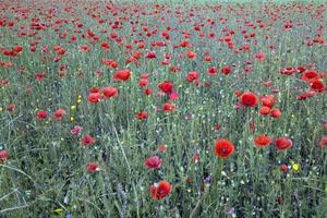 papaver veld- antenne visie panorama landschap foto