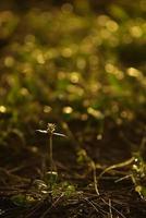 klein onkruid bloem in de goud licht in de ochtend- foto
