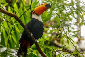 groot oranje gefactureerd toekan zittend Aan de Afdeling in de regenwoud van foz Doen iguazu Woud, Brazilië foto