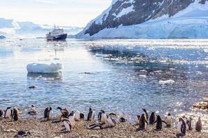 toeristisch reis schip in de antarctisch lagune tussen ijsbergen en gentoo pinguïns kolonie Aan de kust van neko baai, antarctica foto