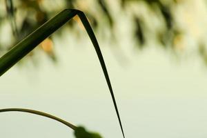 gras en bladeren silhouet Bij zonsondergang in de buurt de rivier- foto