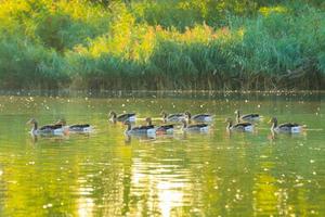 de wild gans vlotter in de avond meer terwijl de gouden licht weerspiegeld in de mooi water oppervlak. foto