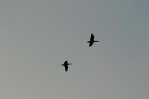 wild gans flaying in de buurt de Donau water stroom foto