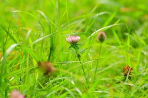 groen gras en vegetatie Aan de veld- foto