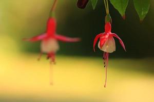 fuchsia hybrida in serre, Regensburg, Duitsland foto