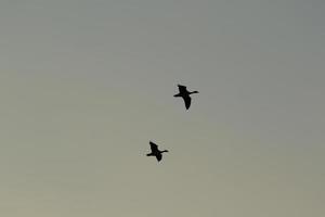 wild gans flaying in de buurt de Donau water stroom foto