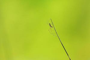 spin silhouet in de gras Aan groen achtergrond foto