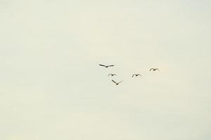 wild gans flaying in de buurt de Donau water stroom foto