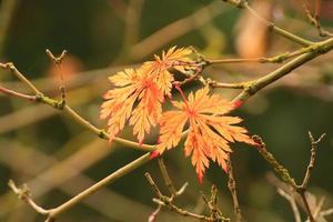 kleurrijk herfst bladeren van de Japans esdoorn- foto