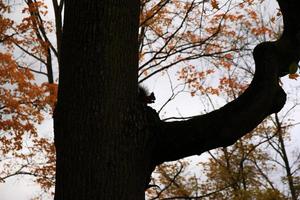 eekhoorn silhouet Aan een groot boom foto