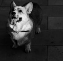 schattige pluizige corgi foto