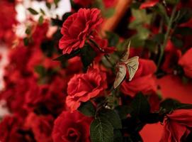 rood rozen, kunstmatig bloem foto
