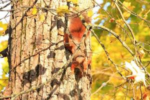 portret van Euraziatisch rood eekhoorn beklimming Aan boom in de park foto