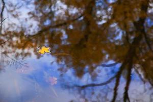 herfst geel esdoorn- bladeren over- blauw water met reflectie van bomen in het foto