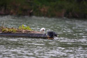 een meeuw aan het eten vis Aan Donau rivier- foto