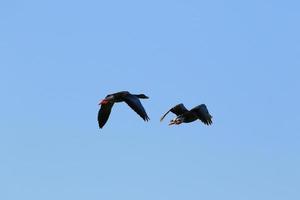 kudde van wild ganzen silhouet Aan een blauw lucht foto