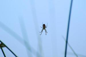 spin silhouet in de gras Aan blauw achtergrond foto