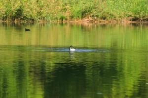 wild eenden Aan de meer in de buurt Donau rivier- in Duitsland foto