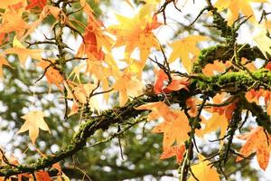 Super goed mees, parus belangrijk, Aan herfst boom bladeren in de park foto