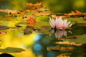 pittoreske bladeren van water lelies en kleurrijk esdoorn- bladeren Aan water in vijver, herfst seizoen, herfst achtergrond foto