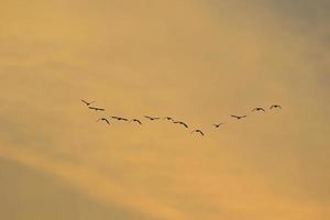 vogelstand vliegend in zonsondergang lucht foto