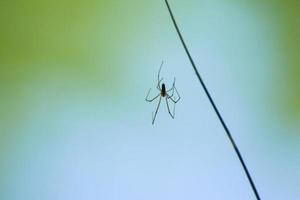 spin silhouet in de gras Aan groen achtergrond foto