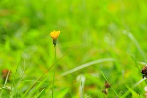 groen gras en vegetatie Aan de veld- foto