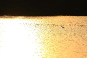 de wild gans vlotter in de avond meer terwijl de gouden licht weerspiegeld in de mooi water oppervlak. foto