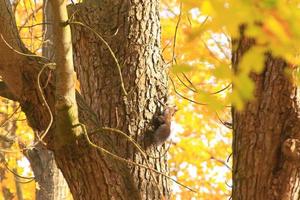 portret van Euraziatisch rood eekhoorn beklimming Aan boom in de park foto