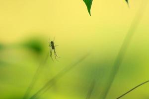 spin silhouet in de gras Aan groen achtergrond foto