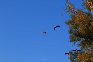 wild gans flaying in de buurt de Donau water stroom foto